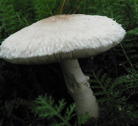 Leucoagaricus macrorrhizus